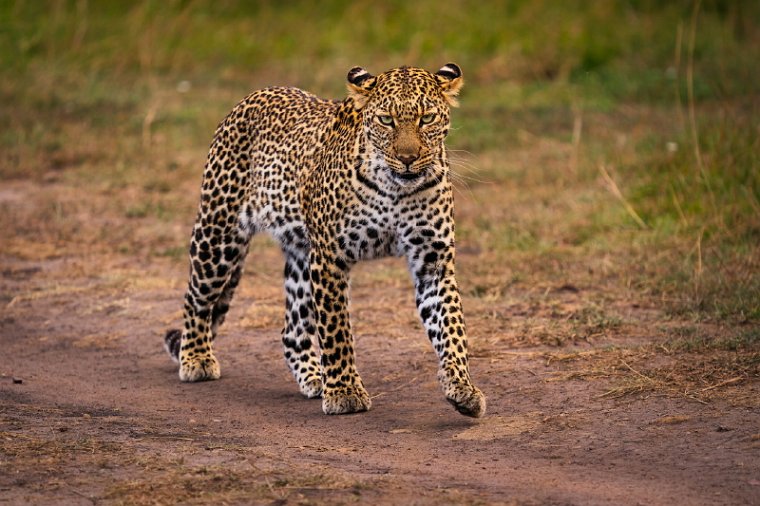 069 Masai Mara.jpg